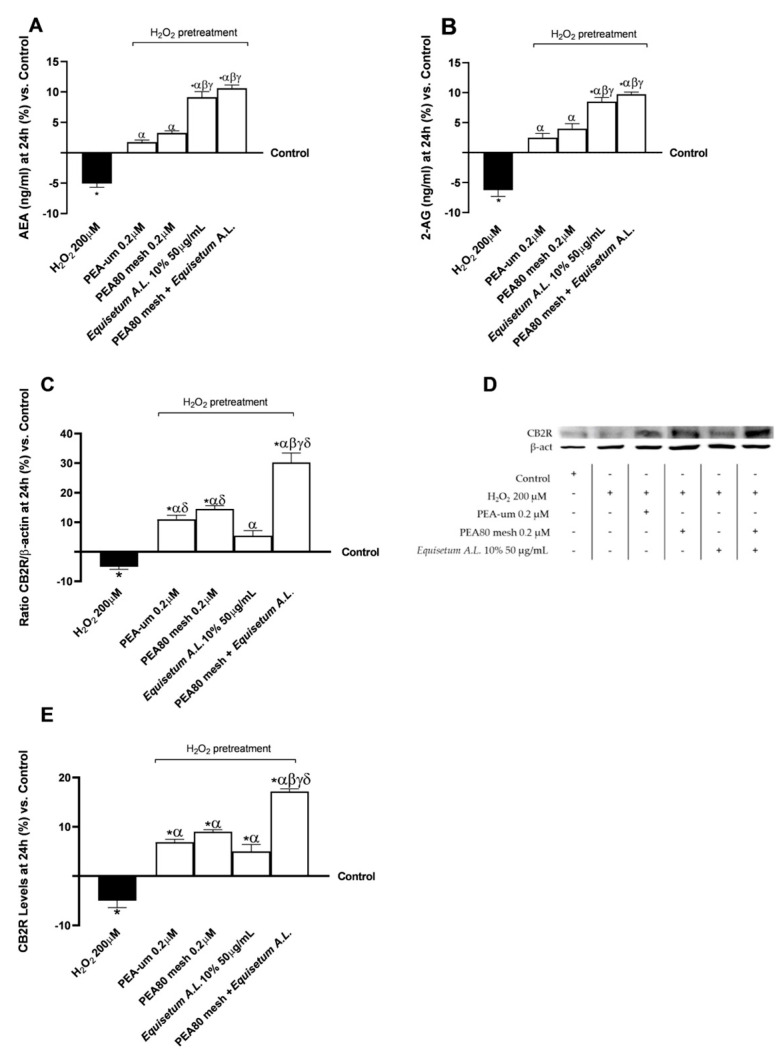 Analysis of biomarkers correlated with the endocannabinoid system on CCF-STTG1/SH-SY5Y co-culture after treatment for 24 h with test samples. (A) AEA levels obtained by ELISA kit; (B) 2-AG levels obtained by ELISA kit; (C) CB2R densitometric analysis after the Western blot, which is reported as an example image in (D); and (E) CB2R levels obtained by ELISA kit. The results are expressed as mean ± SD (%) of 5 normalised biological replicates performed in triplicate vs. control (0% line). * p < 0.05 vs. control; α p < 0.05 vs. H2O2; β p < 0.05 vs. PEA-um 0.2μM; γ p < 0.05 vs. PEA80mesh 0.2 μM; δ p < 0.05 vs. Equisetum A.L. 10% 50 μg/mL.