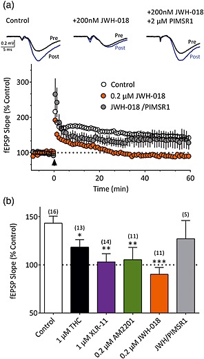 Disruption of hippocampal LTP by synthetic cannabinoids. (a) Representative traces from a control (untreated) slice, a slice pre‐treated for 90 minutes with JWH‐018 (0.2 μM) and a slice pre‐treated with JWH‐018, followed by 2 μM PIMSR1. Traces are averaged from the period immediately prior to (pre) and 60 minutes following (post) high‐frequency stimulation. Time course for all control slices (n = 16) and slices pre‐treated with JWH‐018 (n = 11) or JWH‐018 with subsequent PIMSR1 application (n = 5). LTP was elicited by high‐frequency stimulation delivered at the time indicated by the arrowhead. (b) Average LTP observed in control slices and slices pre‐treated with agonists at the indicated concentrations. The numbers of slices are indicated in parentheses. A one‐way ANOVA detected significant differences (F (5,64) = 4.51, P = 0.001) among the treatment groups. *P < 0.05, **P < 0.01, ***P < 0.001 versus control; Holm–Sidak multiple comparisons test. [Colour figure can be viewed at http://wileyonlinelibrary.com]