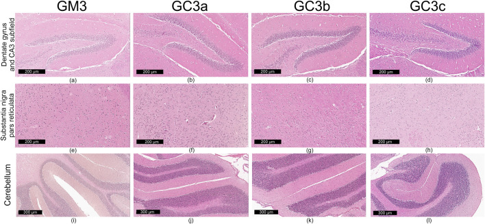 Microscopic images of brain tissues are displayed in a 4x3 grid under labels GM3, GC3a, GC3b, and GC3c, showing three regions: dentate gyrus and CA3 subfield, substantia nigra pars reticulata, and cerebellum, each with scale bars of 200 micrometers or 300 micrometers.