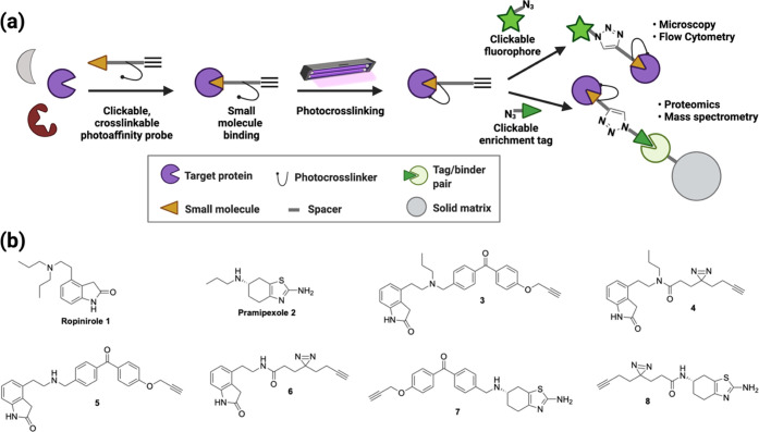 (a) Photoaffinity labeling for the simultaneous determination of protein targets and sites of probe labeling. Probes bear two handles: one for visualization and one for enrichment. This allows monitoring of probe–target interactions by imaging as well as enrichment for proteomics. (b) Ropinirole, pramipexole, and clickable, photo-cross-linkable target probes based on their pharmacophores.