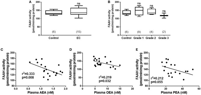 FAAH activity in peripheral blood lymphocyte membranes and relationship to plasma endocannabinoid concentrations. (A) Shows the FAAH activities [presented as median (IQR and range)] in lymphocyte membranes isolated from women with type 1 endometrial cancer (EC; n = 6) compared to that of post-menopausal women with atrophic endometria (control; n = 15). The EC group was subsequently divided into the different grades of type 1 EC (B) with (n = 6; control group), grade 1 (n = 9), grade 2 (n = 4), and grade 3 (n = 2). Spearman correlation analyses between lymphocytic FAAH activity and plasma AEA concentrations (C; n = 19), OEA concentrations (D; n = 21), and PEA concentrations (E; n = 18) are shown together with the Spearman's coefficient (r2) and p-value. Differences in FAAH activities (A) were examined by Mann-Whitney U-test and by Kruskal-Wallis one-way ANOVA with Dunn's multiple comparisons test (B); ns, not significantly different. The numbers in parentheses represent the number of samples tested in each group.