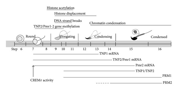 Timing of the main chromatin remodeling events in round, elongating, condensing, and condensed spermatids (the related references are reported in the text).