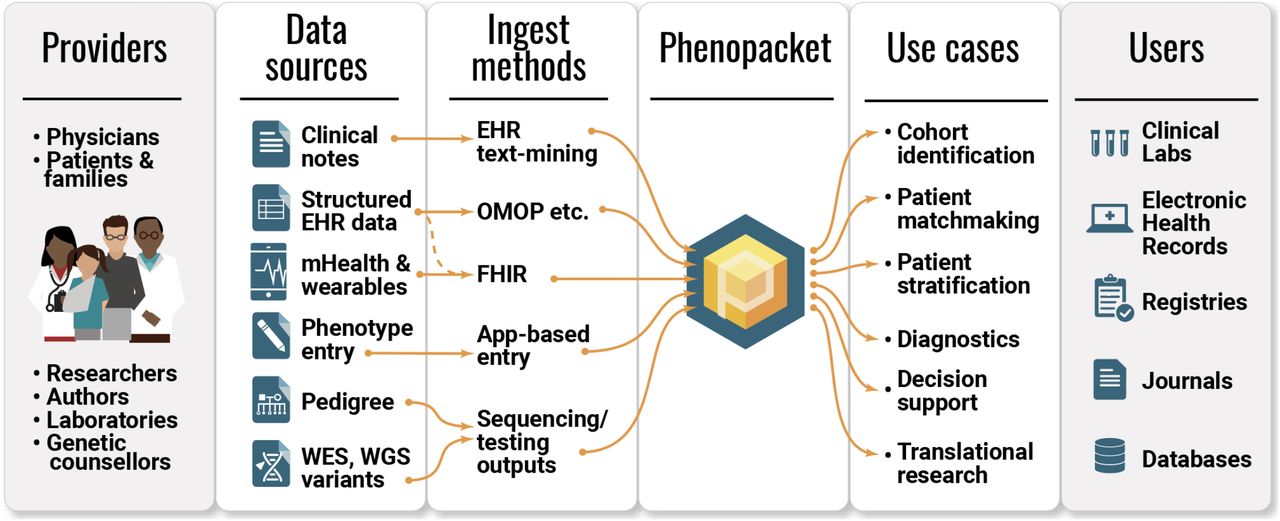 Phenotype data exchange in the biomedical ecosystem.Multiple providers of phenotypic data include patients and clinicians, via a variety of mechanisms including mHealth and the EHR. The Phenopacket schema acts as a common model that can capture data from many sources with a unified software representation and in turn can be used by multiple receivers of the phenotypic information, including journals, databases, registries, clinical laboratories. Phenopackets can support diverse users and use cases, including patient matchmaking services, diagnostics, and cohort identification.