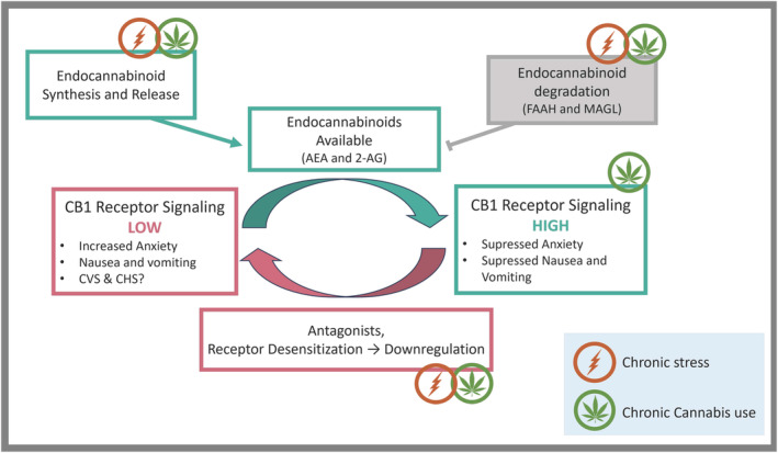 Representation of the influences of stress and cannabis use on Cannabinoid 1 (CB1) receptor endocannabinoid system (ECS) signaling. CB1 receptor signaling is high when endocannabinoids are available, which typically translates to reduced stress activation, suppressed anxiety, and inhibition of nausea and vomiting. When CB1 receptor signaling is low, there is often impaired stress regulation, increased anxiety, nausea, and vomiting. Healthy endocannabinoid signaling would allow for flipping between these two states and appropriate regulation of stress, nausea and vomiting; however, chronic stress exposure (orange lighting bolt) and prolonged cannabis use (green cannabis leaf) can dysregulate the ECS. Chronic stress and cannabis use alter endocannabinoid synthesis and degradation, affecting their availability. While THC itself activates the CB1 receptor, prolonged exposure can lead to desensitization and subsequent downregulation of CB1 receptors and, ultimately, reduced signaling. Chronic stress can also contribute to these receptor adaptations, thus deregulating the system to favor the low CB1 receptor signaling state and potentially contribute to the pathophysiology of cyclic vomiting syndrome (CVS) and cannabinoid hyperemesis syndrome (CHS).