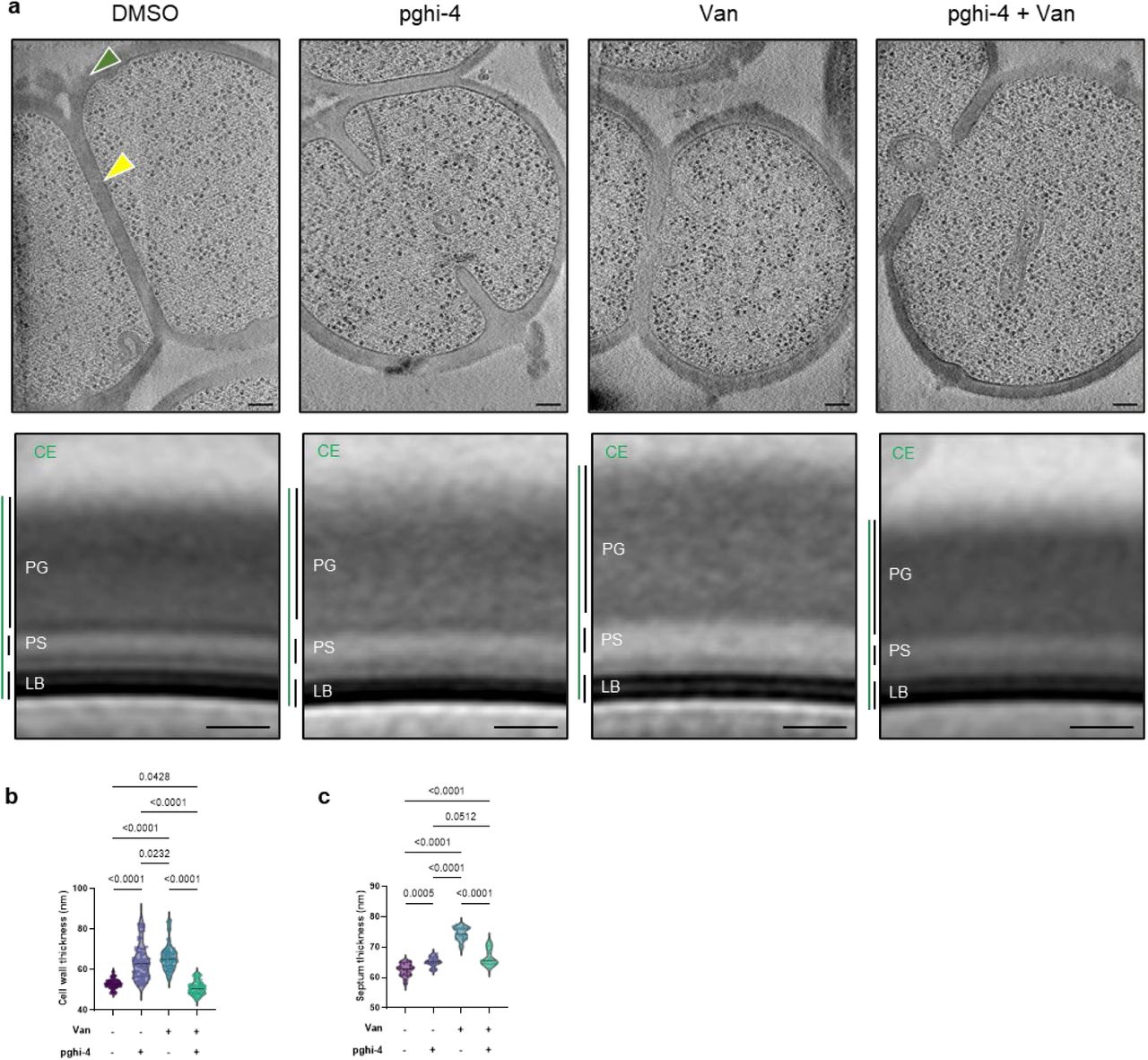 Ultrastructure of VREfm treated with SagA inhibitor pghi-4 ± vancomycin.a, Top: representative cryo-electron tomography (cryo-ET) images of VREfm ± vancomycin (Van, 5 µg/mL) ± pghi-4 (50 µM) in BHI are shown in the top row. The cell wall is annotated with green arrows; normal septa are indicated with yellow arrows. Bottom: subtomogram averages of the cell envelope were generated using Dynamo. Measured thicknesses of various envelope layers are indicated. Thickness measurements were derived from density plots of the subtomogram averages. Abbreviations: CE, total cell envelope; PG, cell wall; PS, periplasmic space; LB, lipid bilayer. Thickness measurements were obtained from density plots of the subtomogram averages (see Methods). Scale bar, 100 nm. Note: images and analysis of “DMSO” are the same as “WT” in Extended Data Fig. 3a. b, Comparison of cell wall thickness. Data is violin plot with dots representing individual data points and analyzed by one-way ANOVA with uncorrected Fisher’s LSD post-test, n=70. Grey horizontal lines represent median (DMSO: 52.93 nm, pghi-4: 63.96 nm, Van: 66.20 nm, Van+pghi-4: 50.93 nm). c, Comparison of septum thickness. Data are shown as violin plots with dots representing individual data points and analyzed by one-way ANOVA with uncorrected Fisher’s LSD post-test, n=70. Grey horizontal lines represent median (DMSO: 62.48 nm, pghi-4: 65.24 nm, Van: 74.45 nm, Van+pghi-4: 66.56 nm). Note: images and data for DMSO are same as WT in Extended Data Fig. 3; workflow of the analysis is in Extended Data Fig. 2.