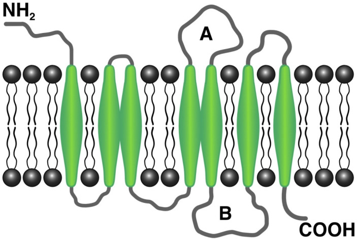 CB1R structure. (A) Second outer loop agonist attachment site. (B) Third inner loop G protein attachment site.