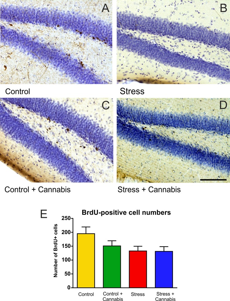 Stress inhibited progenitor cell proliferation in the dentate gyrus. Representative images demonstrating BrdU-immunohistochemistry labeling in the dentate gyrus of the animals from the different treatment groups (A–D). (E) The total number of BrdU-positive cells in the dentate gyrus of one hemisphere. Stress significantly reduced the number of BrdU-positive cells in the dentate gyrus. Two-way ANOVA (stress × cannabis treatment) revealed a significant main effect of stress (P < 0.05), but cannabis treatment had no statistically significant effect on cell proliferation. Scale bar: 100 μm for all images.