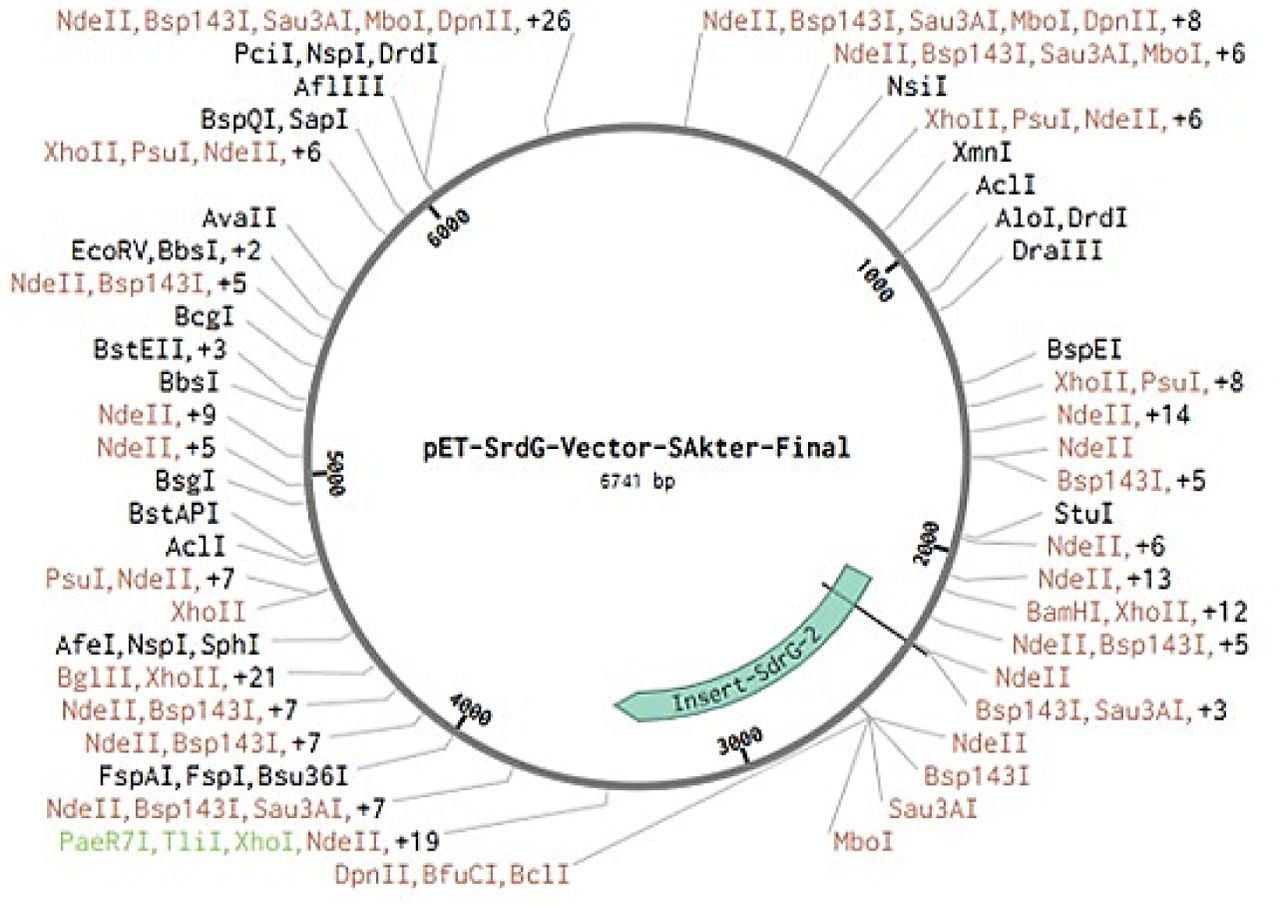 In silico cloning of the vaccine sequence into the pET vector. The vaccine sequence was inserted between the BamHI and Xhol restriction sites of the expression vector