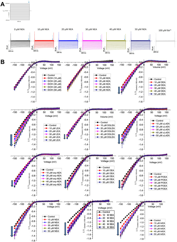Effect of fatty acid ethanolamides (FAEs) on Kir2.1 currents. (A) Representative traces of ionic currents measured from an oocyte expressing Kir2.1 channels with increasing concentrations of NEA added to the bath, and 100 µM Ba2+ added to end the recording. (B) Current-voltage (I-V) relationship of Kir2.1 channels expressed in Xenopus laevis oocytes following the incremental addition of the listed endocannabinoids. For each cell, currents were normalized to the current elicited at −150 mV for control conditions (0 µM endocannabinoid). This enabled the averaging of pair-wise data from different cells.