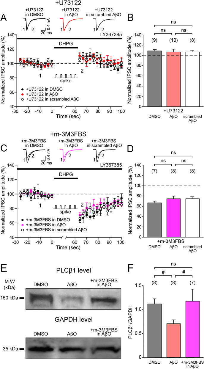 m-3M3FBS, a PLC activator, restores PLCβ-dependent S-eCB mobilization and PLCβ1 protein levels disrupted by AβO. a Time courses of the changes in mean eIPSC amplitudes following a S-eCB mobilization paradigm consisting of 60-s-long postsynaptic CA1 PC spikes (spike, at 1 Hz) with DHPG (50 μM) and LY367385 (100 μM) application in the presence of a PLCβ blocker, U73122 (5 μM) (+ U73122) in DMSO-treated (black circle, n = 9), AβO-treated (red circle, n = 10), and scrambled AβO-treated rat hippocampal slices (empty circle, n = 8). b The mean of the normalized eIPSC amplitude of the first 10 s after S-eCB mobilization protocol in rat hippocampal slice treated with DMSO (black bar), AβO (red bar), and scrambled AβO (empty bar). c–d Same as a and b but for eIPSCs in the presence of a PLC activator, m-3M3FBS (30 μM) (+ m-3M3FBS) in DMSO-treated (black, n = 7), AβO-treated (magenta, n = 8), and scrambled AβO-treated rat hippocampal slices (empty, n = 8). Inset: a, c representative eIPSC traces at indicated time points (1, 2). e Representative photomicrograph of western blots of PLCβ1 (top, 150 kDa) and GAPDH (down, 35 kDa) proteins from DMSO-treated (left lane), AβO-treated (middle lane) rat hippocampal slices, and in the presence of m-3M3FBS (30 μM) in AβO-treated rat hippocampal slices (right lane). f PLCβ1 protein levels normalized to the GAPDH protein levels in DMSO-treated (black, n = 8), AβO-treated rat hippocampal slices (red, n = 8), and in the presence of m-3M3FBS AβO-treated rat hippocampal slices (magenta, n = 7). Statistical tests: b, d, f One-way ANOVA with post hoc Tukey’s test, # p < 0.05, ns: p > 0.05. Data are represented as mean ± SEM