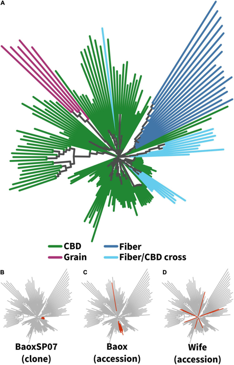 Relationships among accessions based on a neighbor-joining tree of SNP data. (A) All plants (173 plants from 22 accessions). Branch tips are colored by use type. (B–D) Variation among individual accessions. All individuals within the clonal variety “BaoxSP07” (B) cluster tightly, whereas the seed accession “Baox” (C) shows more variation, including one off-type. Importantly, although both B,C are supposedly Baox, they do not cluster with each other on the tree. (D) The “Wife” accession showed extreme variation, with individual plants scattered across the entire tree. (See Supplementary Figure 2 for more details on individual accessions.)