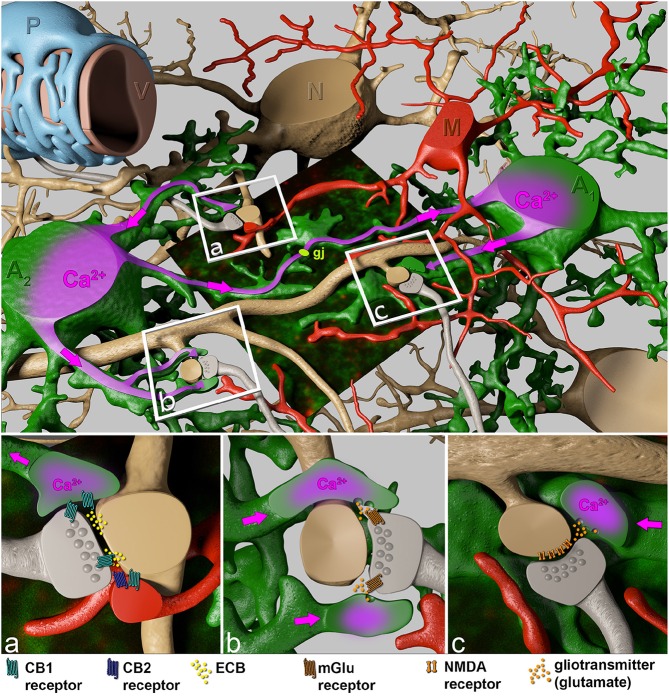 Close interactions of perisynaptic astroglial and microglial processes with the synaptic elements of adjacent neurons. The boxed regions indicate specific sites of neuron-glial interactions. Perisynaptic astroglial processes (green) express the cannabinoid receptors CB1 (cyan), while microglial processes both, CB1 (cyan) and CB2 (blue) receptors in close contact to postsynaptic ECB (yellow) release sites (A). Astrocytes respond to ECB via CB1 receptors with an increase of intracellular Ca2+ (purple). This intracellular Ca2+ rise spreads (pink arrows) through the astrocyte towards distant synapses (B), where Ca2+-evoked release of the gliotransmitter glutamate (orange) affects neuronal physiology via presynaptic metabotropic glutamate receptors (mGluR1, brown), and generates a persistent synaptic change (B). In addition, the Ca2+ wave can be propagated through the gap junction-coupled astroglial syncytium (gj, light green) where on even more distant perisynaptic processes gliotransmitters (glutamate) are released as response to postsynaptic ECB liberation. Subsequently, gliotransmitters can act on postsynaptic NMDA receptors (C, brown) inducing slow inward currents.
