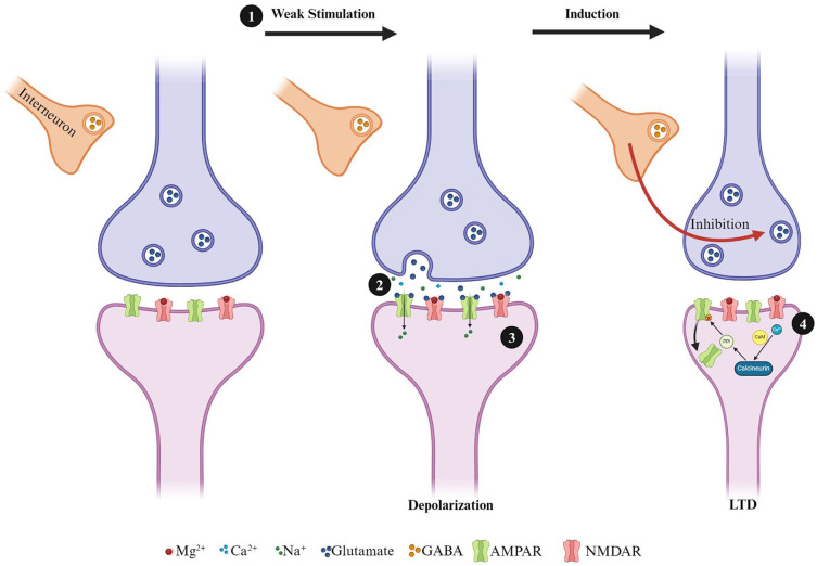 Simplified diagram of long-term depression induction in hippocampal excitatory synapses. (1) Induction of a low-frequency stimulation leads to modest depolarization, which (2) releases glutamate and activates AMPARs. (3) Activated AMPARs results in an influx of Na+ into the postsynaptic neuron but not enough to fully clear the MG2+ block of the NMDAR pore. (4) Influx of Ca2+ results in the activation of CaM, which leads to the activation of calcineurin. Calcineurin activates phosphatases such as protein phosphatase 1, leading to the dephosphorylation and endocytosis of AMPARs.
