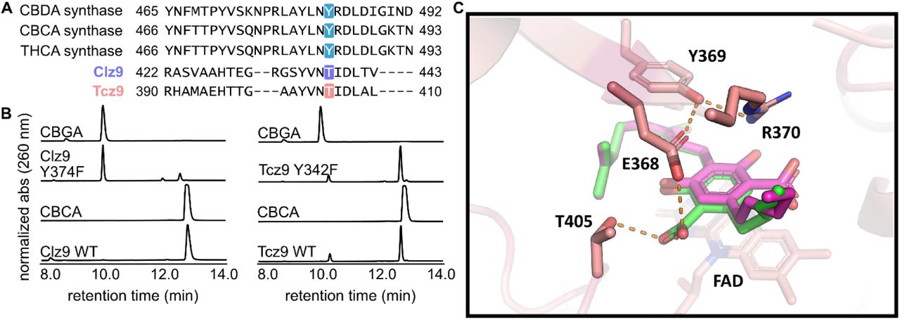 Clz9 and Tcz9 follow different mechanisms for CBCA formation.(A) MAFFT sequence alignment showing how the catalytic tyrosine residue in the plant cannabinoid synthases is not conserved in Clz9 and Tcz9. (B) Mutagenesis revealed that Clz9-Y374 was responsible for substrate activation via deprotonation in Clz9, but the homologous position in Tcz9 (e.g. Tcz9-Y342) did not carry out the same function. (C) CBGA-bound Tcz9 structure with hydrogen binding distances (<3.3 Å distance cutoff) are indicated as dashed lines.