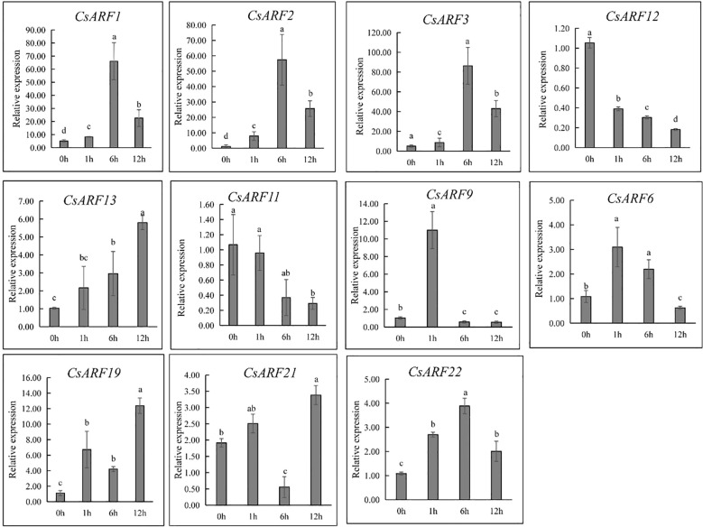 Expression level analysis of 11 genes response to 20 µM of IAA treatment at different points post IAA treatment. Different letters indicate significant difference at P < 0.05. IAA is indole-3-acetic acid.