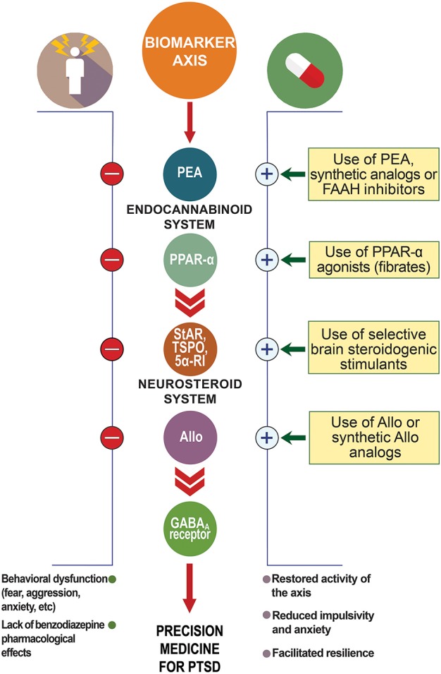 Biomarker axis at the interface of the endocannabinoid and neurosteroid systems. In animal models of PTSD, protracted stress results in the downregulation of allopregnanolone biosynthetic enzymes (e.g., 5α-reductase type I, 5α-RI) and allopregnanolone concentrations in corticolimbic glutamatergic neurons of the frontal cortex, hippocampus, and basolateral amygdala. This allopregnanolone decrease correlates with behavioral dysfunction, such as increased aggression, enhanced contextual fear responses and anxiety-like behavior (Pinna et al., 2003; Pibiri et al., 2008). Supplying allopregnanolone or stimulating its biosynthesis decreases anxiety-like behavior, aggression and fear responses (Pinna, 2013; Pinna and Rasmusson, 2014). Stress may also result in changes in GABAA receptor subunit expression (Pinna et al., 2006; reviewed in Locci and Pinna, 2017a) with increased α4, α5, and δ subunits and decreased α1, α2, and γ2, which result in down-regulated benzodiazepine binding sites and inefficacy of benzodiazepine pharmacological action (Pinna et al., 2006; Nin et al., 2011b). Protracted stress results in increased GABAA receptor subunits, including α4−5,β,δ highly sensitivity for allopregnanolone (Locci and Pinna, 2017a). Both allopregnanolone biosynthesis downregulation and decreased benzodiazepine binding sites have been reported in PTSD patients (Rasmusson et al., 2006, 2018; Geuze et al., 2008). Thus, the combination of downregulation of allopregnanolone biosynthesis, changes in GABAA receptor subunit expression, and lack of benzodiazepine pharmacological action are peculiar changes observed in PTSD that may provide a selective biomarker axis for this disorder. Stress may affect PEA levels and expression of PPAR-α, which in turn may downregulate allopregnanolone concentrations. Thus, the PPAR-α-allopregnanolone axis may provide further biomarker candidates to support selection of the best individualized precision medicine for PTSD. Allo, allopregnanolone; GABA, γ-aminobutyric acid; PEA, N-palmitoylethanolamine; PPAR-α, peroxisome-proliferator activated receptor-α; StAR, steroidogenic acute regulatory protein; TSPO, 18 kDa translocator protein.