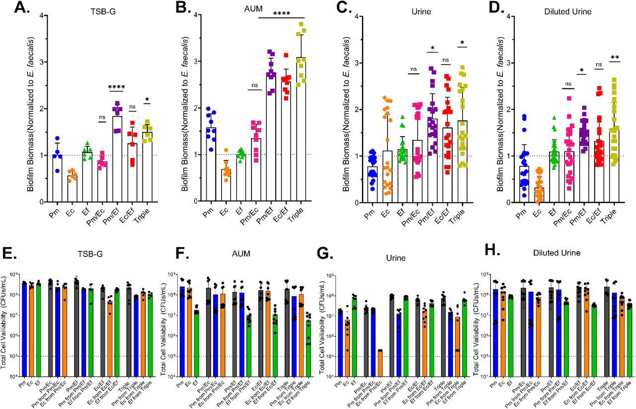 Triple species biofilms exhibit consistent biomass enhancement, while dual species biofilm enhancement is variable and media-dependent. Single (blue, orange, green), double (fuchsia, purple, red), and triple (yellow) species combinations were grown in 24 well plates at 37°C for 24h in (A,E) TSB-G, (B,F) AUM, (C, G) human urine, or (D, H) diluted urine. (A-D) Biofilm biomass was assessed by crystal violet staining read at an absorbance of 570 nm. Polymicrobial combinations were compared to the highest biofilm-forming single species constituent. Error bars represent mean and SDs from at least 2 independent experiments with at least 3 biological replicates each. Stats were determined by Kruskal-Wallis test with multiple comparisons; *, P<0.05; **, <0.01; ****, P<0.001; ns, non-significant. (E-H) Total (grey) and individual species (blue, orange, green) cell viability was determined by differentially plating in single, double, and triple species combinations in (E)TSB-G, (F) AUM, (G) human urine, or (H) dilute urine from 24-hour biofilms.