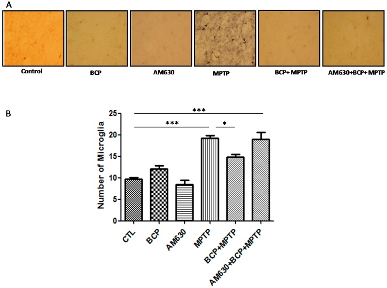 Effect of BCP on MPTP-induced microglia activation in the mouse STR. (A) Ionized calcium-binding adapter molecule-1 (IBA-1)-IR microglia in mouse STR. Scale bar: 200 μm. (B) Stereological cell counts of IBA-1-IR microglia. The data are presented as mean ± SEM of six individual experiments. *** p < 0.001, CTL vs. MPTP. * p < 0.05, MPTP vs. BCP + MPTP. *** p < 0.001, CTL vs. AM630 + BCP + MPTP treatment.