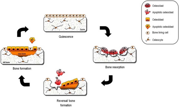 The bone remodelling cycle. Upon stimulus, embedded osteocytes within the bone matrix attract osteoclasts and their precursors to the remodelling site. Mature osteoclasts first attach to bone surface and then resorb the bone matrix (bone resorption). Following resorption and osteoclast apoptosis, there is a reversal phase during which osteoblast recruitment and proliferation occurs. Fully differentiated osteoblast deposit osteoid on the resorption site thereby initiating bone formation. Bone formation is followed by a phase during which freshly laid osteoid becomes mineralised and covered by bone lining cells.