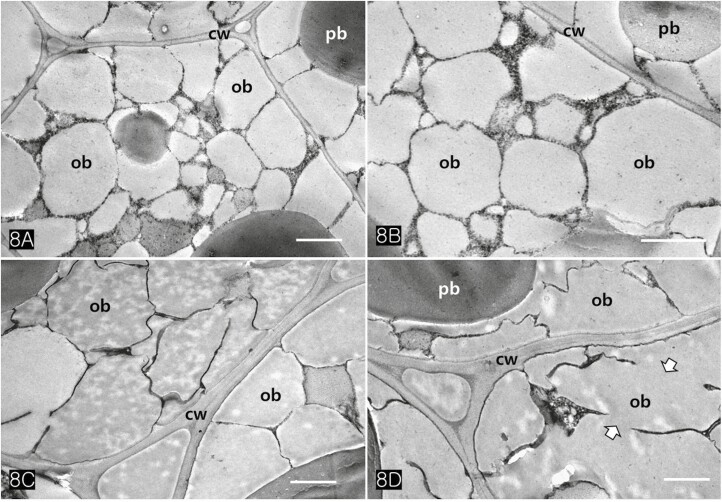 TEM images of cotyledonary cells showing degeneration of oil bodies during germination. (A, B) At the early stage of germination, dense materials aggregated adjacent to the oil bodies and associated with them. (C) At the middle stage, irregular hyaline areas were distributed throughout oil bodies, showing the destabilised emulsification of oil bodies. Note the border of oil bodies became a dense and sinuous outline. (D) The oil bodies lost their morphology and fused with one another at the late stage of germination (wide arrows). Abbreviations: cw; cell wall, ob; oil body, pb; protein body. Scale bars (A–D) =1 µm.