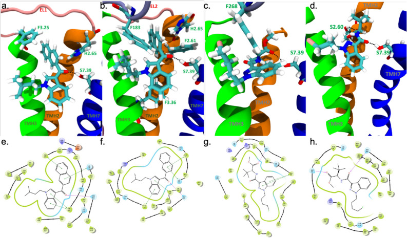 Representative models of SCRAs bound to CB1R and CB2R. 3D renderings of JWH 018 2′-naphthyl-N-(3-methylbutyl) isomer bound to CB1R PDB: 6N4B (a) and CB2R PBD: 6PT0 (b). 3D renderings of 4-fluoro MDMB-BINACA bound to CB1R PDB: 6N4B (c) and CB2R PBD: 6PT0 (d). Ligands and interacting amino acid residues are shown in cyan. Amino acid interacting partners are labelled in green and with Ballesteros and Weinstein numbering. Hydrogen bonds are shown by black dotted lines. Planar renderings of JWH 018 2′-naphthyl-N-(3-methylbutyl) isomer bound to CB1R PDB: 6N4B (e) and CB2R PBD: 6PT0 (f). 3D renderings of 4-fluoro MDMB-BINACA bound to CB1R PDB: 6N4B (g) and CB2R PBD: 6PT0 (h). Interacting amino acid residues that form the orthosteric binding pocket are shown in green (hydrophobic interactions) or blue (polar interactions). Green lines indicate π–π interacting partners, maroon arrows indicate hydrogen bonds, and black lines connecting amino acids indicate shared transmembrane helices. All images were produced through in silico docking in Schrödinger program by the authors.