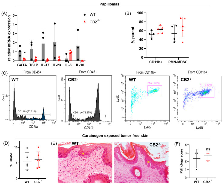 CB2-/- mice exhibit similar tumor microenvironments. (A) mRNA expression in papillomas, n ≥ 3 per group. (B) Relative frequency of CD45+CD11b+ and PMN-MDSCs (CD11b+Ly6GhiLy6Cint) in WT and CB2-/- papillomas. (C) Representative cytograms of CD11b+ and PMN-MDSC (P1) populations in WT and CB2-/- mice. (D) Relative frequency of immune cells (CD45+) in skin exposed to DMBA/TPA treatment that did not have a papilloma visible to the naked eye at the time of harvest (tumor-free). (E) Representative histological images of visually tumor-free skin exposed to DMBA/TPA from WT (left) and CB2-/- (right), both with epidermal hyperplasia (yellow star), original magnification 40×. (F) Severity of dysplasia according to the same scale as in Figure 1. n ≥ 3 per group, Student’s t test, * p < 0.05. n = 3 per group, Mann–Whitney U test, ns, not significant.