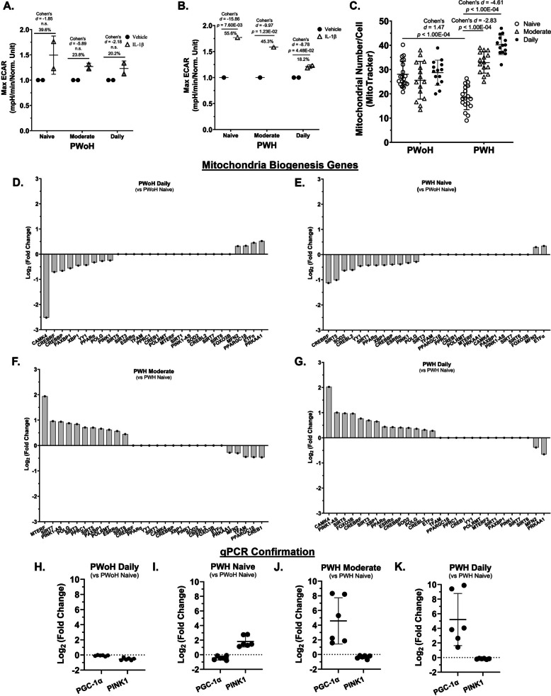 Cannabis use by PWH was associated with a reduced glycolytic response, increased mitochondrial numbers and transcriptional profiles consistent with mitochondrial biogenesis in MDMs. A and B Glycolytic responses were measured via a Seahorse assay (Max ECAR) following IL-1β stimulation. C Mitochondrial numbers per MDM was quantified via MitoTracker staining and CX5 imaging. D–G Mitochondrial biogenesis gene expression was determined using RNA sequencing. H–K Gene expression for PGC-1α and PINK1 was confirmed via qPCR (Log2 Fold Change). ECAR: Extracellular Acidification Rate. Statistics: Two-way ANOVA with Tukey’s Multiple Comparisons Test. Max ECAR: Intra-assay CV = 5.1% and 2.8%, Inter-assay CV = 4.0%; Mitochondrial Number/Cell: Inter-assay CV = 7.9%; (H – K) qPCR: Inter-assay CV = 6.4%; RNA sequencing LLOQ: 1 pg; qPCR LLOQ: 10 copies of target DNA; CX5 Mitochondrial Number LLOQ: 10 nM; Max ECAR PWoH Daily Control vs IL-1β: 95% CI [−0.5683, −0.09420], effect-size r = 0.74; Max ECAR PWH Daily Control vs IL-1β: 95% CI [−0.5998, −0.4461], effect-size r = 0.98; Mitochondrial Numbers PWoH Naïve/Low vs PWH Naïve/Low: 95% CI [4.04, 12.28], effect-size d = 1.47, r = 0.59; Mitochondrial Numbers PWH Naïve/Low vs PWH Daily: 95% CI [−25.56, −18.48], effect-size d = −4.61, r = −0.92; PGC-1α PWoH Daily vs PWH Naïve/Low: 95% CI [−0.61, −0.11], effect-size d = −1.78, r = −0.67; PGC-1α PWoH Daily vs PWH Moderate: 95% CI [−7.27, −1.74], effect-size d = −2.02, r = −0.71; PGC-1α PWoH Daily vs PWH Daily: 95% CI [−8.25, −1.99], effect-size d = −2.03, r = −0.71; (A and B) n = 2 donors per group (PWoH and PWH: Naïve/Low, Moderate, Daily); (D -G) n = 1 donor per group with 3 biological replicates; (H – K) n = 3 donors with 2 biological replicates per group