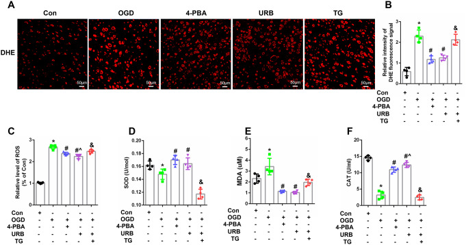 Effects of URB597, 4-PBA, and TG on ER and mitochondrial oxidative stress in OGD. A Immunofluorescent DHE staining of reactive oxygen species (ROS) levels. B Quantitative analysis of the DHE signal. C–F Quantification of ROS, SOD, CAT, and MDA levels in HT22 cells. ∗p < 0.05 νs. Con, #p < 0.05 νs. OGD, ^p < 0.05 νs. 4-PBA, &p < 0.05 νs. URB597, (n = 4). Magnification: 200×, scale bar: 50 μm