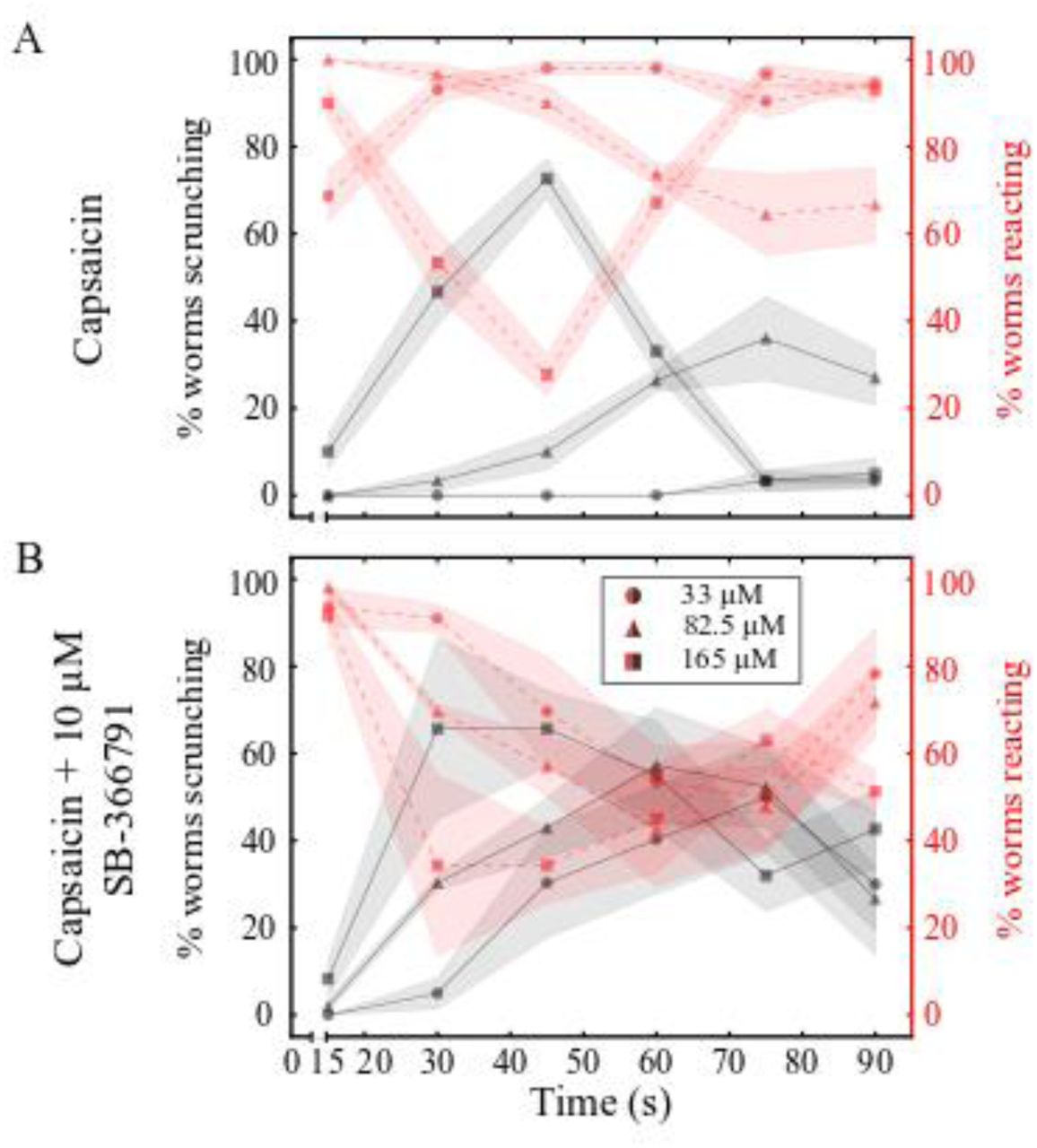 Scrunching in capsaicin is enhanced by SB-366791.(A-B) Behavior scoring plots for D. japonica showing the percentage of worms scrunching (black lines) or reacting (non-scrunching behaviors, red lines) every 15 s over 90 s when exposed to (A) capsaicin or (B) capsaicin + 10 μM SB-366791. Markers and shading represent the mean and standard deviation of 3 technical replicates, respectively.
