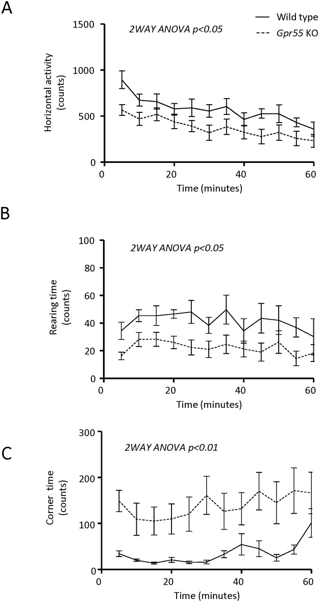 Open Field locomotor activity.(A) Horizontal activity, (B) rearing time and (C) corner time during the second day assessments in Gpr55 KO (n = 8) and corresponding WT (n = 8) mice. Statistical analysis by 2-Way ANOVA for repeated measures, with time and genotype as factors was carried out for each variable. Horizontal activity: significant effect of time (F11, 154 = 13.87, p < 0.0001) and between genotypes (F1, 14 = 5.120, p < 0.05) but no interaction (F11, 154 = 0.8475, N.S.). Rearing time: significant effect of time (F11, 154 = 2.393, p < 0.001) and genotype (F1, 14 = 5.543, p < 0.05) but no interaction (F11, 154 = 0.51, N.S.). Corner time: significant effect of time (F11, 154 = 2.598, p < 0.01) and of genotype (F11, 154 = 10.75, p < 0.01) but no interaction (F11, 154 = 0.7387, N.S.). Statistically significant differences between Gpr55 KO and WT are indicated in the Fig.