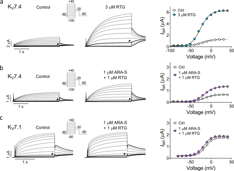 Coapplication of low concentrations of ARA-S and retigabine limits the off-target effect on other hKV7 subtypes. (a and b) Representative current traces and corresponding G(V) curves for hKV7.4 before and after application of either 3 µM retigabine (RTG; a) or coapplication of 1 µM ARA-S and 1 µM retigabine (b). Arrowheads indicate an activating voltage step to −40 mV. Insert of used voltage clamp protocols. (c) Representative current traces and corresponding G(V) curves for hKV7.1 before and after coapplication of 1 µM ARA-S and 1 µM retigabine. Arrowheads indicate an activating voltage step to −40 mV. Insert of used voltage clamp protocols. Dashed lines in the G(V) curves show the curve for each test compound normalized to GMAX of control.