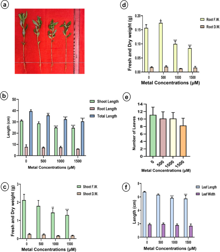 Morphometric characters (a) Morphology, (b) Shoot, root and total length, (c) Shoot fresh weight and dry weight, (d) Root fresh weight and dry weight, (e) Number of leaves and (f) Leaf length and width of sunn hemp under Li treatment. Data are expressed as mean ± SD. Significant differences were determined using ANOVA and Dunnett’s test (*p < 0.05, **p < 0.01, ***p < 0.001).