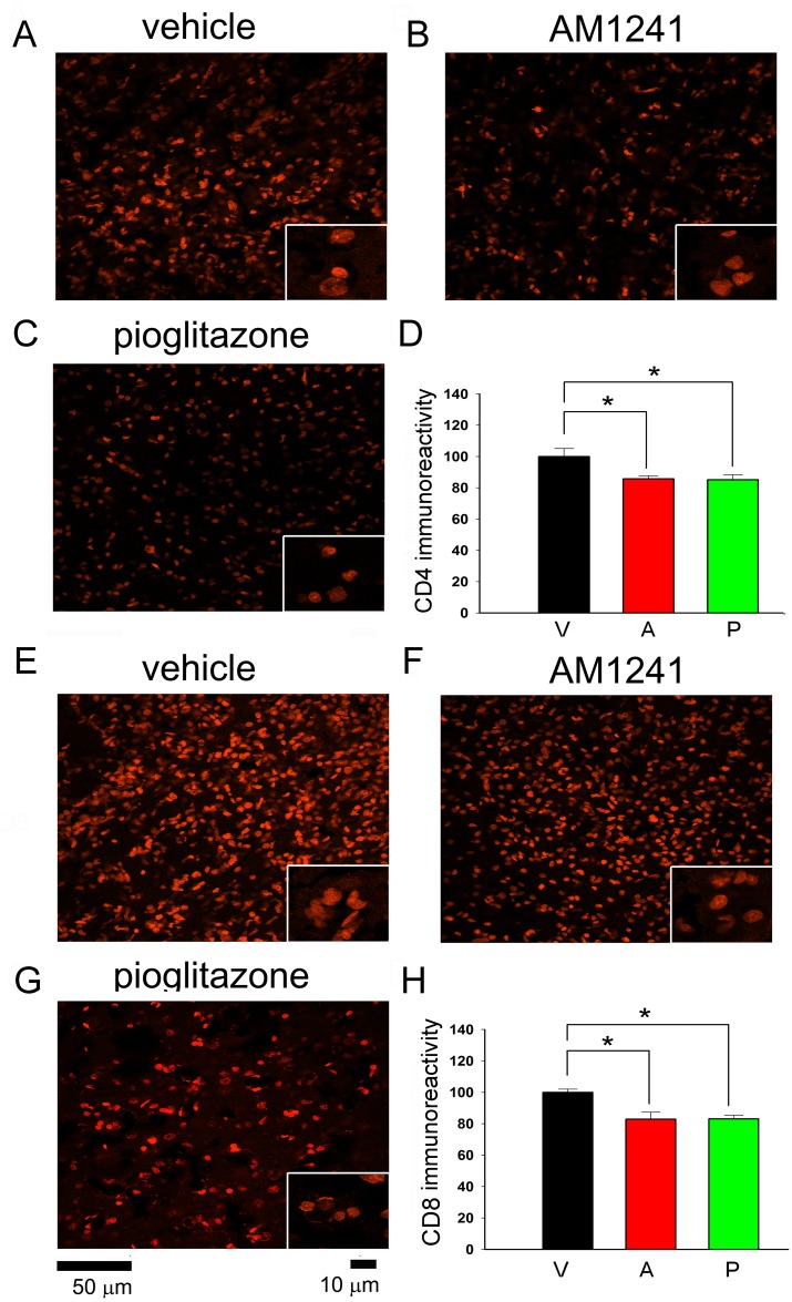 Post-treatment with pioglitazone or AM1241 reduced CD4 and CD8 immunoreactivity in the peri-lesioned area.(A-C) CD4 and (E-G) CD8 cells were found in the peri-lesioned cortex on day 6 after MCAo. Post-treatment with AM1241 or pioglitazone attenuated CD4 and CD8 immunoreactivity. Averaged (D) CD4 or (H) CD8 optical density in the peri-lesioned zone was significantly reduced by AM1241 or pioglitazone, compared with vehicle treatment (p<0.05, one-way ANOVA). No difference was found between pioglitazone or AM1241 treatments.