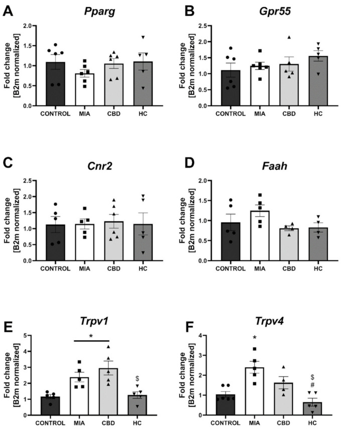 Molecular changes in CBD-associated target expression in rat cartilage and subchondral bone. Expression of Pparg (A), Gpr55 (B), Cnr2 (C), Faah (D), Trpv1 (E), Trpv4 (F), Trpm8 (G), Trpa1 (H), Garba5 (I) and Htr3a (J) was evaluated in cartilage and subchondral bone tissue at Day 28 post MIA and 5 h after drug administration. CBD was administered at a dose of 50 mg/kg at both Days 21 and 28 post MIA injection either alone (CBD) or in combination with AP-18 (0.2 mg/kg) at Day 21 and HC-067047 (10 mg/kg) at Day 28 post MIA (HC). ANOVA revealed significant changes in expression of Trpv1, Trpv4, and Trpm8 with p < 0.01. Individual data points are shown in boxes presenting the mean ± SEM of fold change normalized to the reference gene beta-2 microglobulin (B2m). ● denotes samples in control group; ■ denotes samples in MIA group; ▲ denotes samples in MIA + CBD group; ▼ denotes samples in MIA + CBD + AP-18 followed by HC-067047 group. Statistical analysis was performed using one-way ANOVA followed by Tukey’s post hoc test with a p < 0.05 confidence interval. Each experimental group includes N = 4–6 rats. * Denotes significant differences vs. control; # Denotes significant differences vs. MIA; $ Denotes significant differences vs. CBD.