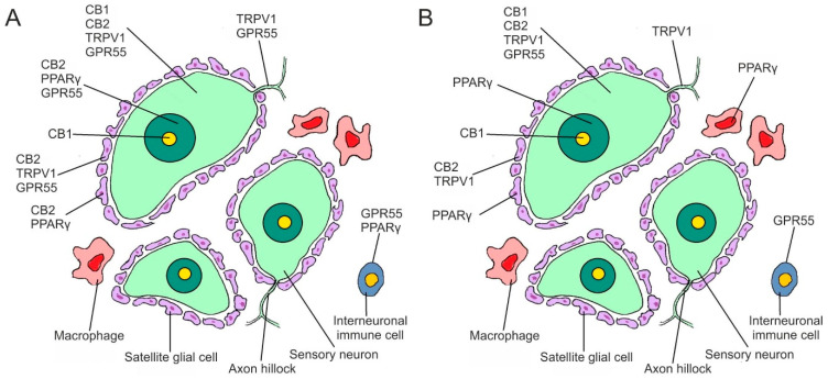 Graphical representation of the distribution of the cannabinoid receptors 1 (CB1R) and 2 (CB2R), and the cannabinoid-related receptors transient receptor potential vanilloid 1 (TRPV1), G protein-coupled receptor 55 (GPR55), and nuclear peroxisome proliferator-activated receptor gamma (PPARγ), in the different cellular elements of the equine trigeminal ganglion. (A): Expression of immunofluorescence in cryosections; (B): Expression of immunohistochemistry on formalin-fixed paraffin-embedded sections.