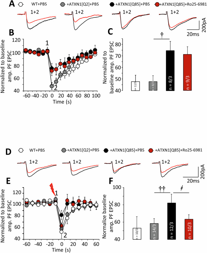 Long-term Ro25-6981 administration partially preserves endocannabinoid-mediated presynaptic inhibition in ATXN1[Q85]-expressing mice.A Representative traces of PF–EPSCs before (1, black) and after (2, red) DSE induction. B Dynamics of PF–EPSC amplitudes normalized to pre-stimulation levels (before DSE induction). C Normalized amplitudes of PF–EPSC immediately after DSE induction (point 2 in (E)) (PATXN1[Q2]/ATXN1[Q85] = 0.043; PATXN1[Q85]+PBS/ATXN1[Q85]+Ro25-6981 = 0.98; one-way ANOVA with TukeyHSD post hoc). n = number of examined cells/animals. D Representative traces of PF–EPSCs before (black) and after (red) induction. E PF–EPSC amplitudes normalized to pre-stimulation levels (before induction). F PF–EPSC amplitudes immediately after induction (point 2 in (E)) (PATXN1[Q2]/ATXN1[Q85] = 0.024; PATXN1[Q85]+PBS/ATXN1[Q85]+Ro25-6981 = 0.023; one-way ANOVA with Tukey HSD post hoc)). † – significant difference between ATXN1[Q2]-expressing and untreated ATXN1[Q85]-expressing mice. ҂ – significant difference between untreated ATXN1[Q85] mice and ATXN1[Q85] mice treated with long-term Ro25-6981. †p < 0.05, ҂҂, ††p < 0.01.
