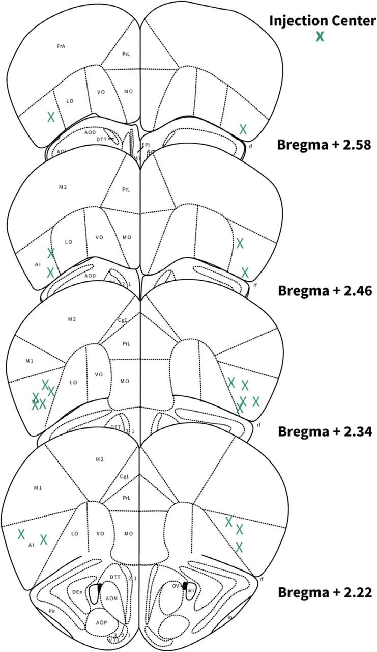 Locations of AIC injections for DLS electrophysiology.Schematic images of coronal brain slices modified from Allen Mouse Brain Atlas showing the bilateral injection centers of AAV-cre and EGFP in the AIC of HCN1-flox mice as verified by histology.