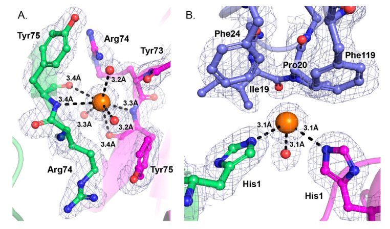 Interactions of chloride ions contribute to the stability of the tetrameric quaternary assembly. (A) Cl− binds to the polypeptide chains at Tyr75 from two adjacent monomers (chains A and B). Chains are colored as in Figure 3. (B) Cl− binds to the side chains of His1 from the two adjacent CB monomers (chains A and B). Additional bonds are made with nearby water molecules. Residues within 4 Å are labeled and shown as sticks. The bond distances are indicated. Chloride ions are represented as orange spheres and coordinating water molecules are shown as red spheres. The electron density map is contoured at the 1.0 sigma level.