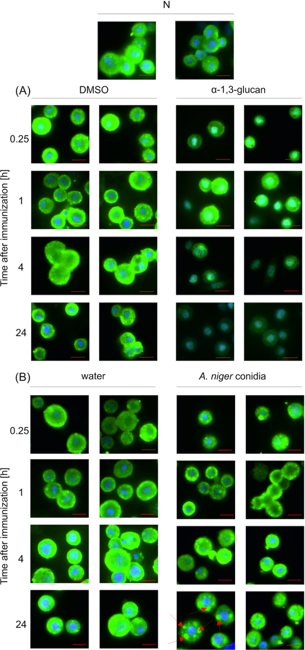 Immunodetection of apolipophorin III in hemocytes of G. mellonella larvae immunized with A. niger α-1,3-glucan (A) or A. niger conidia (B). Hemocytes were obtained from non-immunized (N) larvae and 0.25, 1, 4 and 24 h after the immunization with α-1,3-glucan or DMSO and A. niger conidia or water. Hemocytes were then incubated with primary anti-apoLp-III and secondary FITC-labeled antibodies. Green fluorescence corresponds to the localization of apoLp-III in cells. Hemocyte nuclei were stained with Hoechst 32258 (blue fluorescence). Representative images taken with a laser confocal scanning microscope are presented. Arrows indicate apoLp-III clusters inside hemocytes. Magnification 100×. Scale—10 µm.
