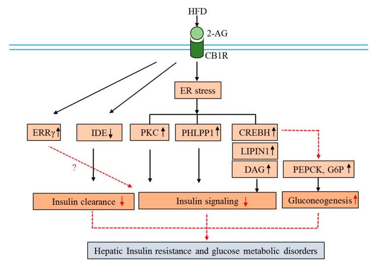 Molecular mechanisms of CB1R involvement in hepatic insulin resistance and glucose metabolism disorders. Down arrows indicate suppression, up arrows indicate activation, and dotted arrows indicate multiple pathways. (Abbreviations: CB1R, cannabinoid 1 receptor; 2-AG, 2-arachidonoylglycerol; HFD, high-fat diet; CREBH, cyclic AMP response element-binding protein H; ERRγ, estrogen-related receptors γ; PEPCK, phosphoenolpyruvate carboxykinase; G6Pase, glucose 6-phosphatase; IDE, insulin-degrading enzyme; PKC, protein kinase C; PHLPP1, S/T phosphatase PH domain and leucine-rich repeats protein phosphatase 1; DAG, diacylglycerol).