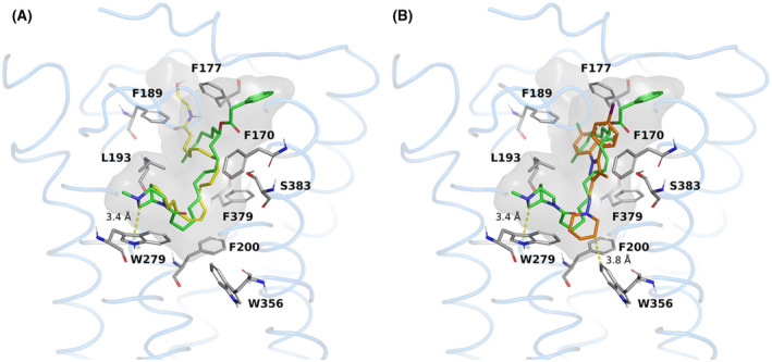 Binding mode comparison between PhAR‐DBH‐Me (green) and the endogenous agonist anandamide (yellow) (A), or the synthetic antagonist of CB1 receptor, AM‐251 (orange) (B), in the binding pocket of CB1 receptor. The binding cavity is shown in grey, and relevant residues are included