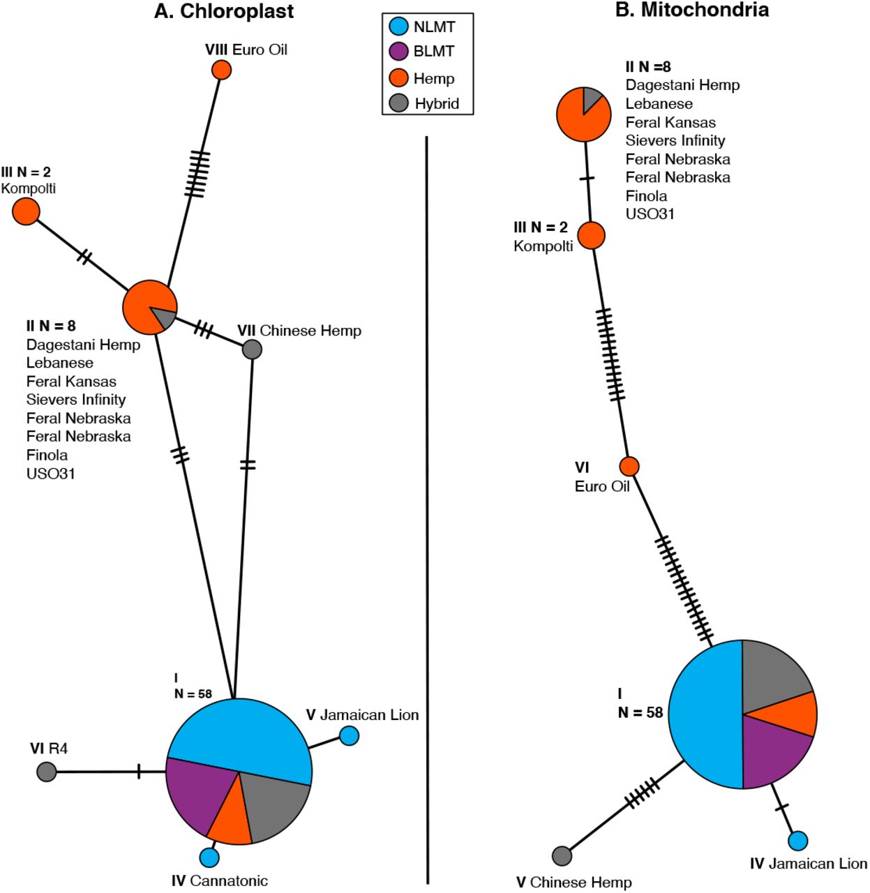 Chloroplast (A) and Mitochondrial (B) haplotype networks.Both haplotype networks are similar with a common haplotype shared by most individuals (79% and 82% for the chloroplast and mitochondria respectively) and smaller haplotypes that differ slightly, mostly comprised of hemp individuals.