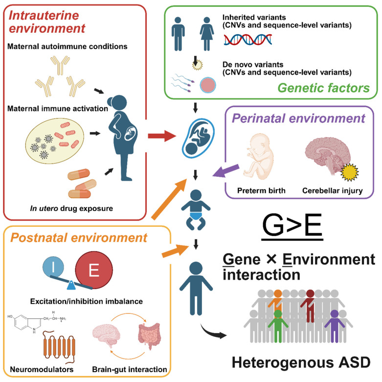 Conceptual framework of candidate etiological factors. Factors that are discussed in this review are organized along the child’s developmental trajectory. ASD, autism spectrum disorder; CNVs, copy number variants; G, gene; E, environment. Created in BioRender. Kamijo, S. (2026) https://BioRender.com/0s8w0p9 (accessed on 25 May 2026).