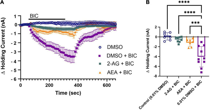 2-AG and AEA depress tonic inhibition in the P cell. (A) 30 min following pretreatment with 2-AG (2-AG+BIC) or AEA (AEA+BIC) produced only a very small change in holding current, indicating depression of tonic GABAergic input. (B) In terms of the peak change in holding current, both the 2-AG + BIC and AEA + BIC groups were significantly reduced compared to the DMSO + BIC (*** indicates p < 0.001; **** indicates p < 0.0001). The DMSO + BIC group was also significantly different from the DMSO group. The 2-AG + BIC and AEA + BIC groups were not significantly different from the DMSO group. All data is shown as mean ± SE.