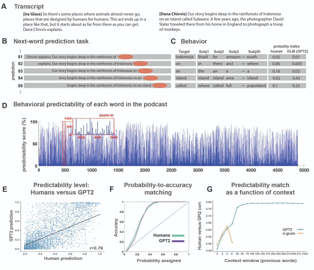 Behavioral assessment of the human ability to predict forthcoming words in a natural context.A) The stimulus was transcribed for the behavioral experiment. B) A 10-word sliding window was presented in each trial, and participants were asked to type their prediction of the next word. Once entered, the correct word is presented, and the window slides forward by one word. C) For each word, we calculated the proportion of participants that predicted the forthcoming word correctly. D) Human’s predictability scores across words. E) Human’s predictability scores versus GPT-2’s predictability scores for each upcoming word in the podcast. F) Match between humans’ (green) and GPT-2’s (purple) assigned probability and the actual accuracy for their top-1 predictions. G) Correlation between human predictions and GPT-2 predictions (as reported in panel D) for different context window lengths ranging from 2–1024 preceding tokens (blue line). Correlation between human predictions and 2- to 5-gram model predictions (red line).