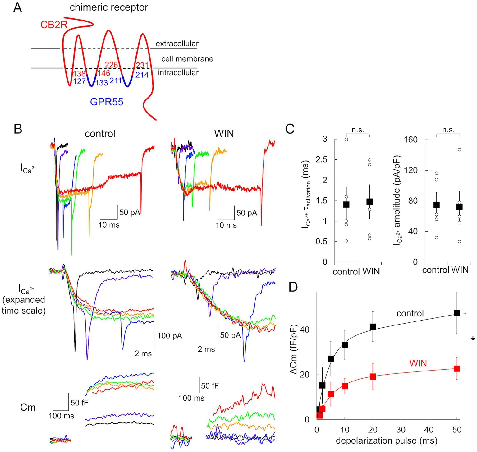 Panel A shows a schematic diagram of a chimeric receptor combining extracellular and transmembrane domains from CB2R (red) and intracellular domains from GPR55 (blue). Panel B presents electrophysiological traces for I_Ca²⁺ and capacitance (Cm) in control and WIN conditions, depicting responses at different time scales. Panel C displays scatter plots comparing I_Ca²⁺ activation time constant and amplitude between control and WIN, indicating no significant difference. Panel D shows a line graph of ΔCm versus depolarization pulse duration, with a significant reduction in WIN compared to control.