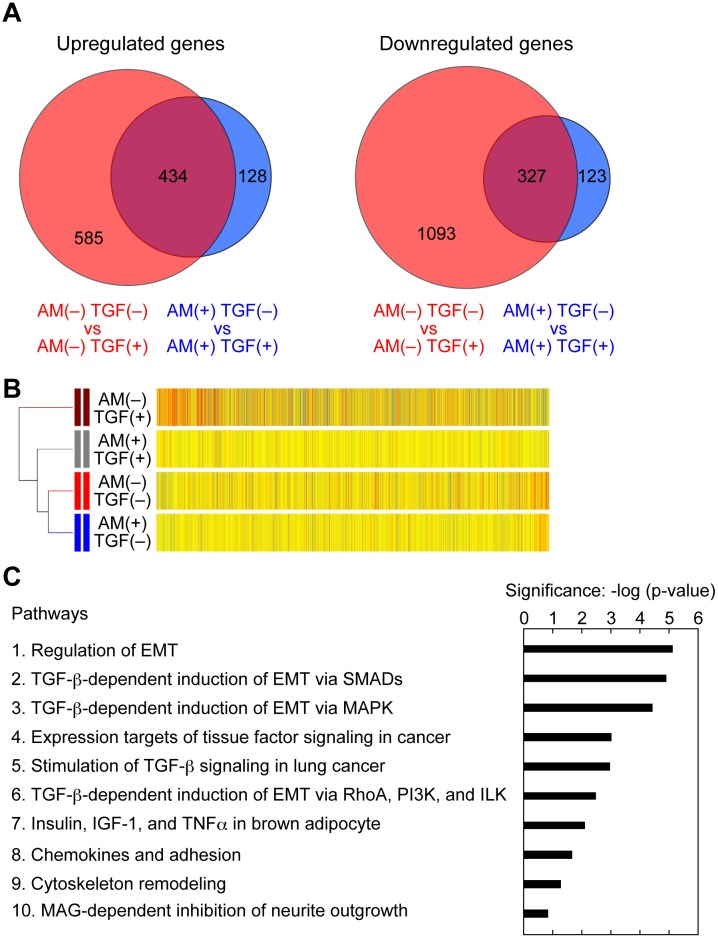 AM251 inhibits EMT with specificity.(A–C) RPTEC cells were incubated with or without 2 ng/ml TGF-β1 (TGF) in the presence or absence of 10 μM AM251 (AM) for 24 h. Total RNA was isolated from three independent samples, pooled, and subjected to microarray analyses. (A) Comparison of the microarray data was conducted on the data from AM251(−) TGF-β1(−) versus those from AM251(−) TGF-β1(+) conditions (red circles); and from AM251(+) TGF-β1(−) versus those from AM251(+) TGF-β1(+) conditions (blue circles). Numbers of upregulated (≥2-fold; left panels) and downregulated (≥2-fold; right panels) genes are depicted as Venn diagrams. (B) Hierarchical clustering analyses were performed using genes upregulated by ≥2-fold upon treatment with TGF-β1 by the centroid distance method. Yellow bars indicate that the values are similar to the averages of four different conditions. Red and blue bars indicate that the values are higher and lower than the averages, respectively, with the color strengths representing the degrees of the values. (C) Enrichment pathway analyses were conducted using genes with ≥2-fold change upon treatment with TGF-β1 and the MetaCore gene regulatory network database. The top 10 pathways are shown. PI3K, phosphoinositide 3-kinase; ILK, integrin-linked kinase; IGF, insulin-like growth factor; TNFα, tumor necrosis factor α; MAG, myelin-associated glycoprotein.