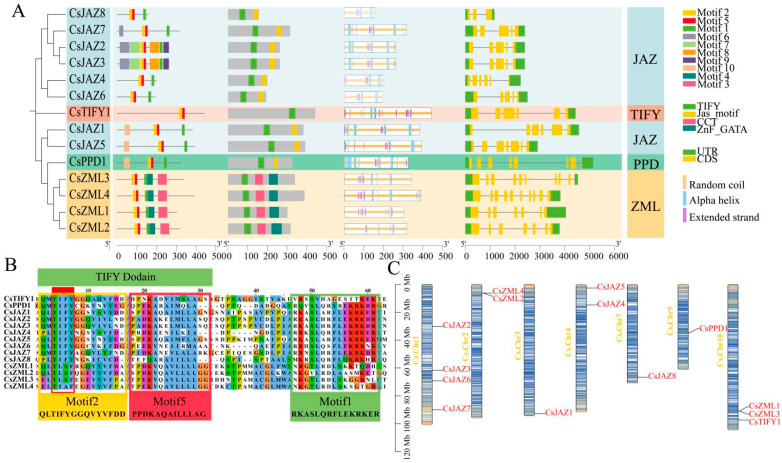 Gene structure and chromosomal localization of the TIFY family in C. sativa. (A) Gene structure and secondary protein structure. (B) Conserved motifs. (C) Chromosomal localization.