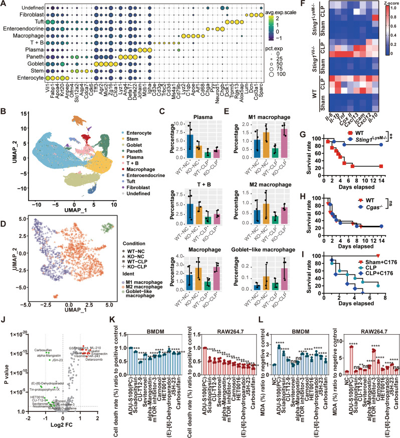 STING is responsible for macrophage lipid peroxidation and cell death.A Expression of indicated cell-type-specific genes is plotted across all cell types from the intestine of WT or Sting1−/− mice subjected with or without CLP model (n = 3 per group). avg.exp.scale scaled average expression of the gene, pct.exp percentage of cells that express the gene. B UMAP plots displaying 62,307 single cells from the intestine of WT or Sting1−/− mice subjected with or without CLP model divided into 11 subtypes, based on the expression of known marker genes (n = 3 per group). C Bar plots compare the percentages of plasma cells, T and B cells, and macrophages in WT or Sting1−/− mice subjected with or without CLP model. D Unsupervised clustering of macrophages (n = 1341 cells total) identified three subclusters of macrophages. E Bar plots compare the percentages of M1, M2, and goblet-like macrophages in WT or Sting1−/− mice subjected with or without CLP model. F Heatmap of inflammatory cytokine mRNA changes in intestinal tissue of indicated mice with or without sepsis model for 24 h (n = 3 per group). G–I Survival analysis of indicated mice is shown (n = 13 per group). Mice were repeated intraperitoneal administration of C-176 (13.42 mg/kg) at 2 h before CLP and 12, 24, 48, and 72 h after CLP. J Volcano plot of cytotoxicity fold change after treating with compounds library in ADU-S100 (29 μM) stimulated RAW264.7 cells for 24 h (n = 3 per group). K, L Cell death rate (K) and production of MDA L assayed from BMDMs or RAW264.7 cells treated with ADU-S100 (29 μM) in the absence or presence of indicated bioactive compounds (5 μM) for 24 h (n = 3 per group). Data are shown as mean ± SD, and analysis by one-way ANOVA test. CLP cecal ligation and puncture, MDA malondialdehyde, BMDMs bone marrow-derived macrophages. *P < 0.05, **P < 0.005, ***P < 0.0005, ****P < 0.0001.