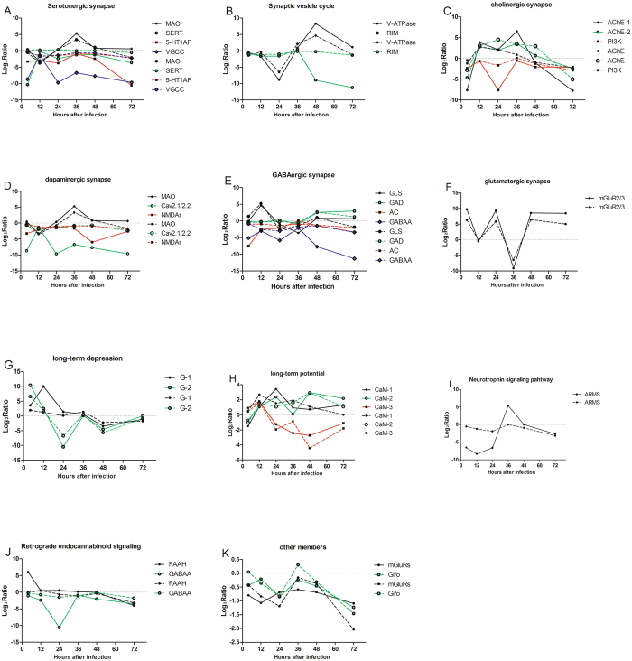 Comparison of quantitative Real Time-PCR and RNA-seq expression of select genes, data derived from the transcriptomic DEGs data (solid lines) and qRT-PCR results (dashed lines).